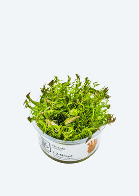 1-2-Grow! Rotala wallichii