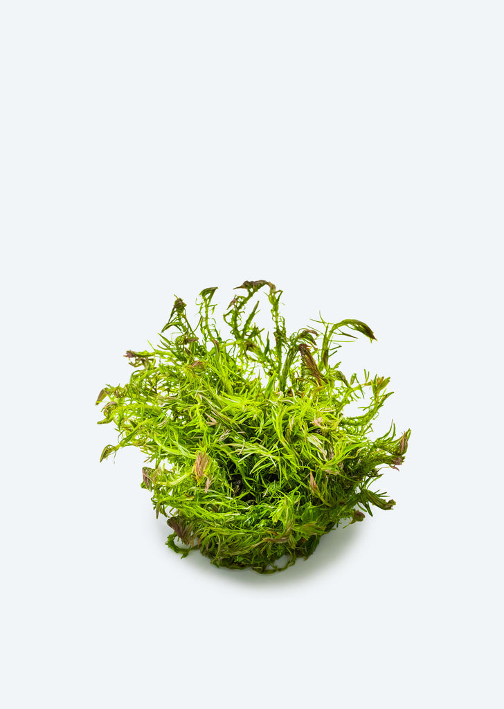 1-2-Grow! Rotala wallichii