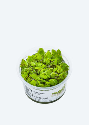 1-2-Grow! Salvinia minima