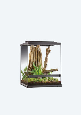 Tree Frog Terrarium