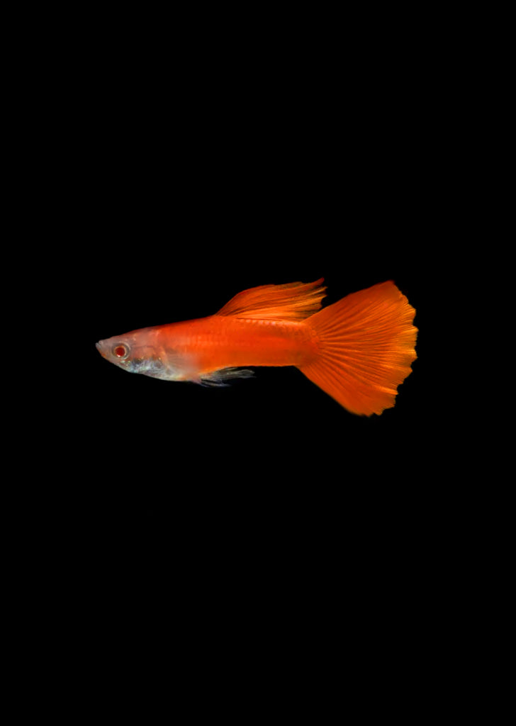 Albino Red Guppy