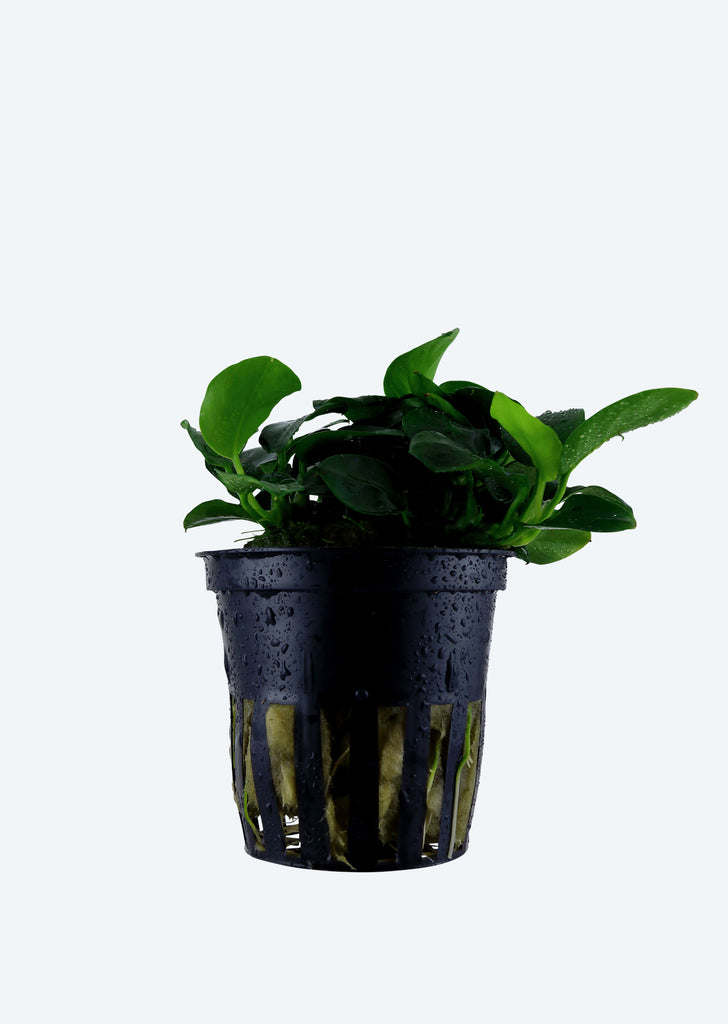 Anubias 'Petite'