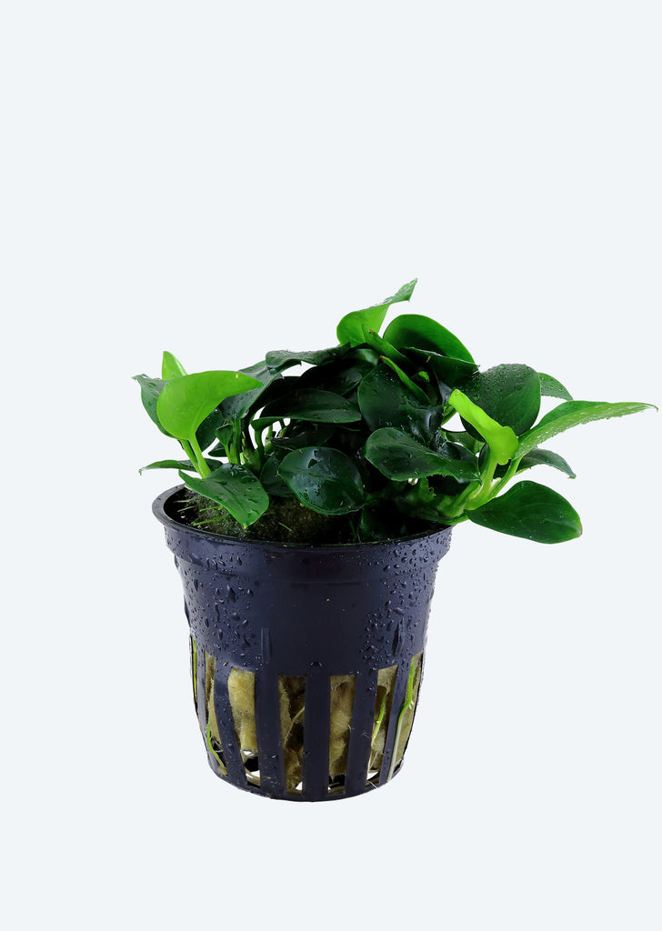 Anubias 'Petite'