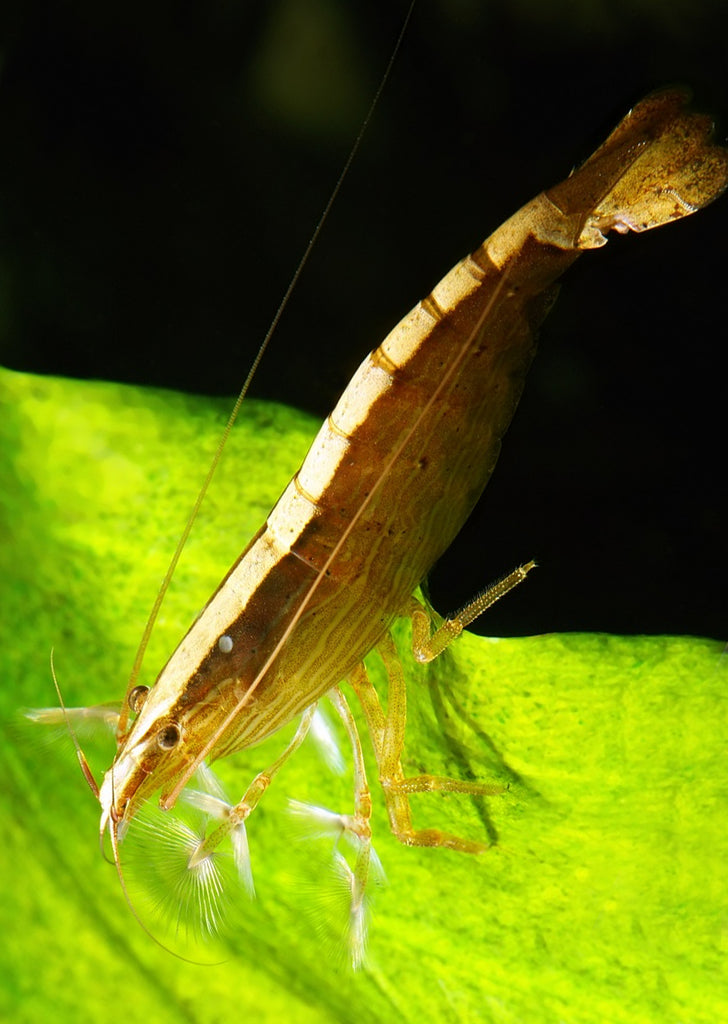 Bamboo Shrimp