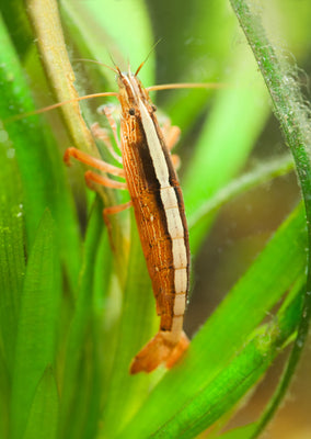 Bamboo Shrimp