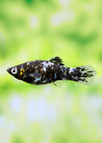 Black Marble Molly