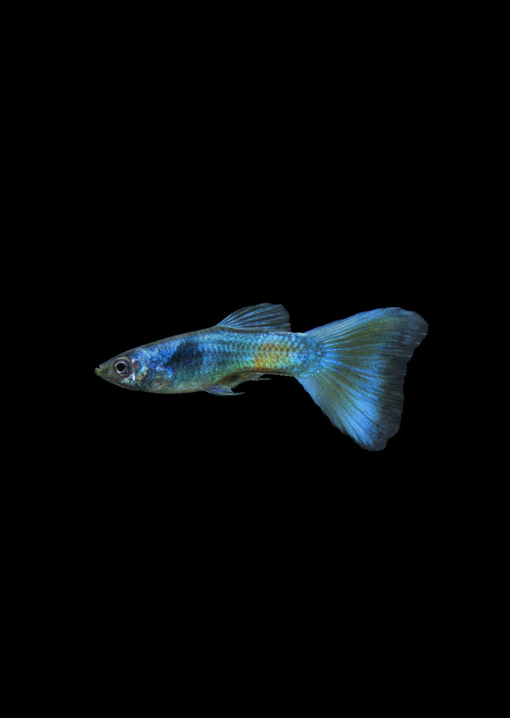 Blue Green Moscow Guppy