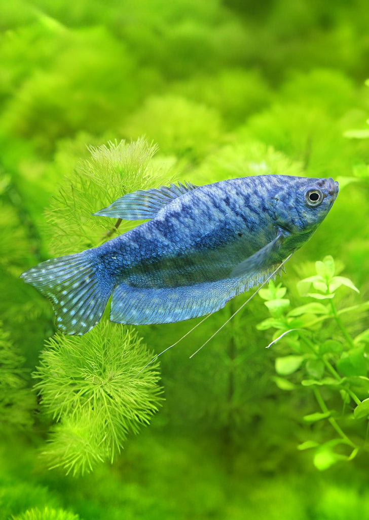 Blue Opaline Gourami