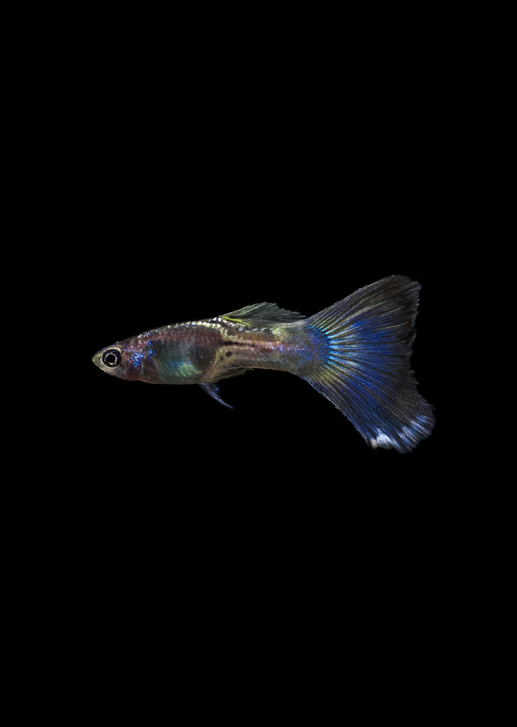 Blue Sapphire Guppy