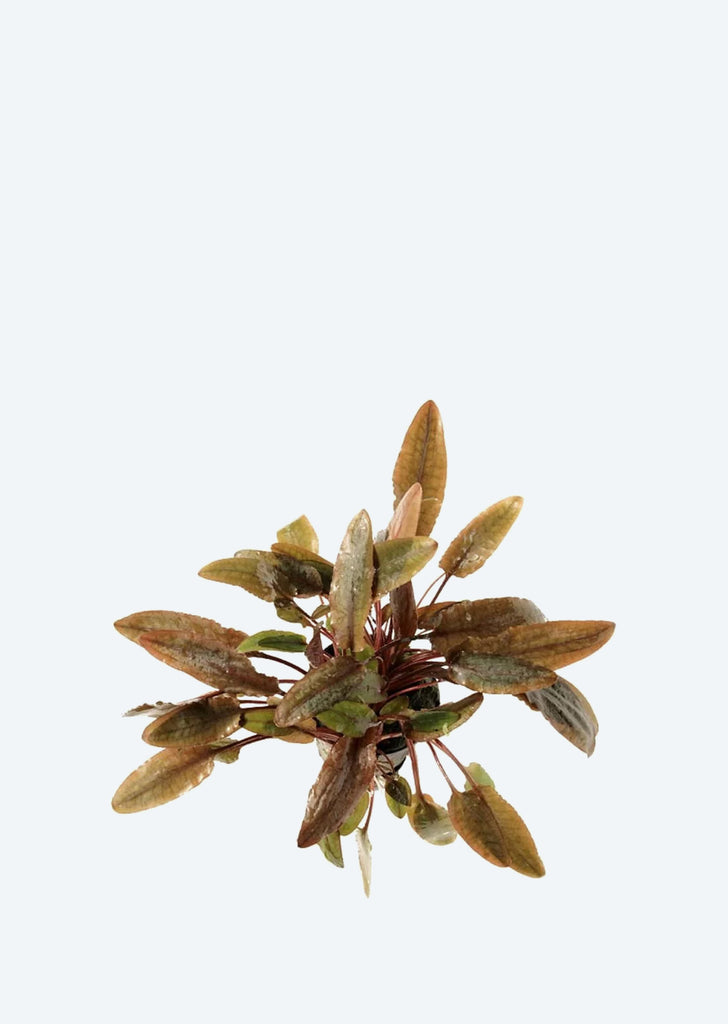 Cryptocoryne wendtii Brown