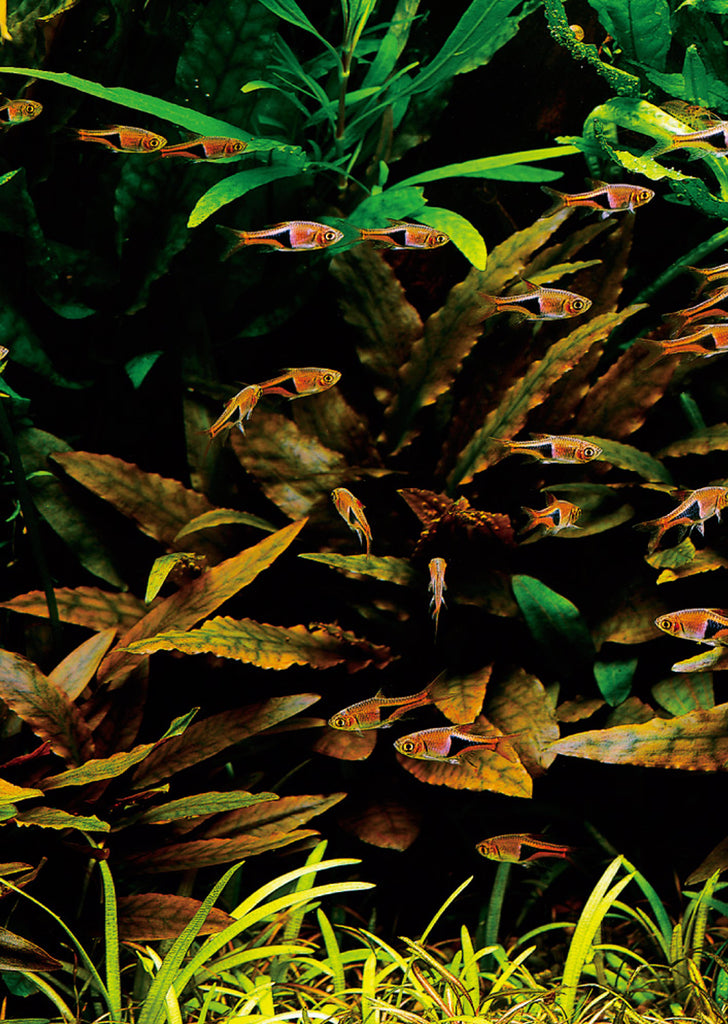 Cryptocoryne wendtii Brown