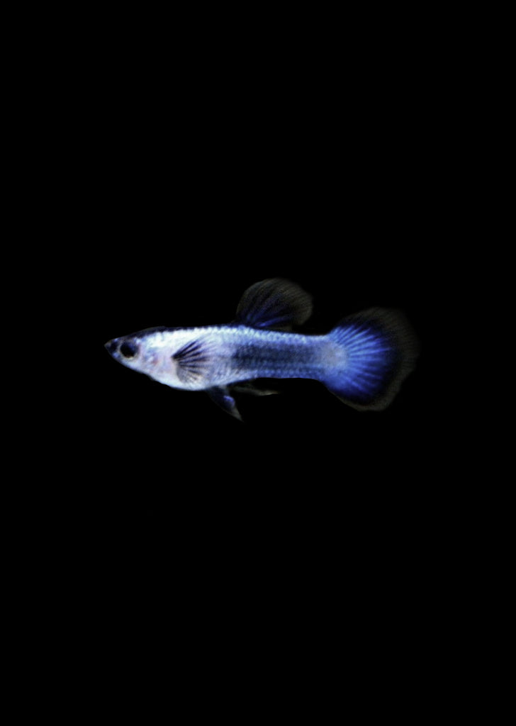 Dwarf Blue Panda Guppy