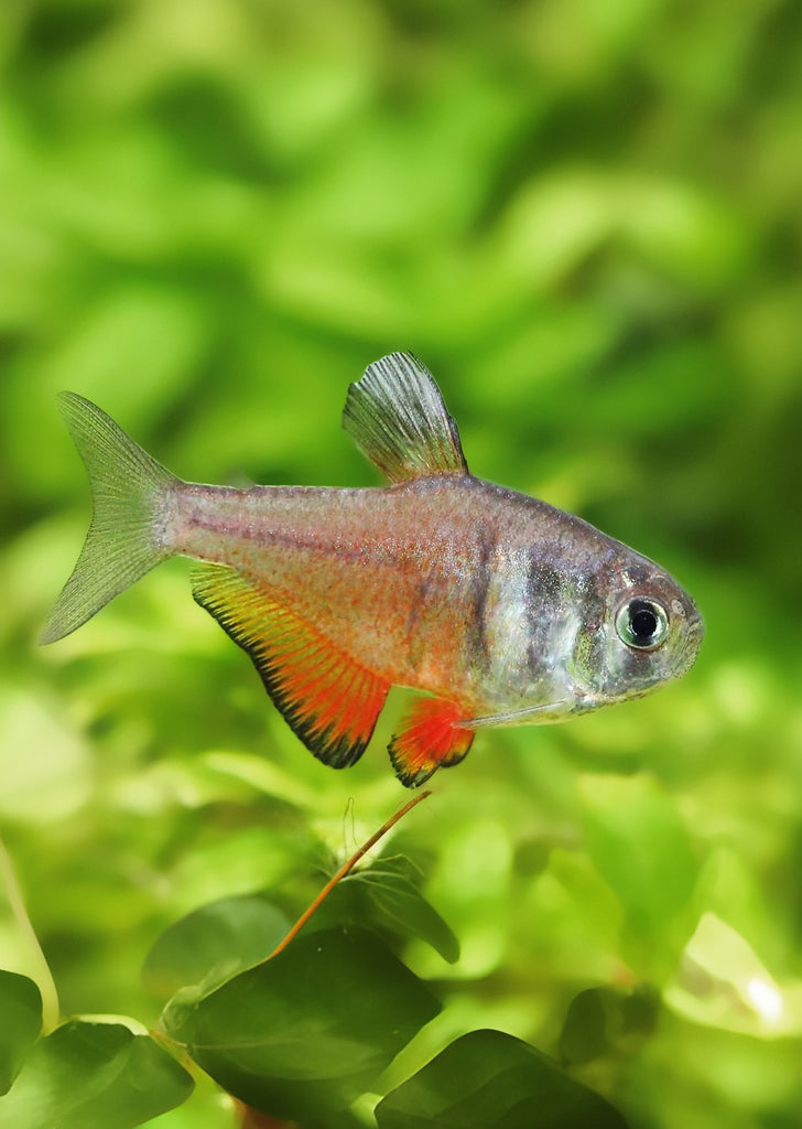 Flame Tetra