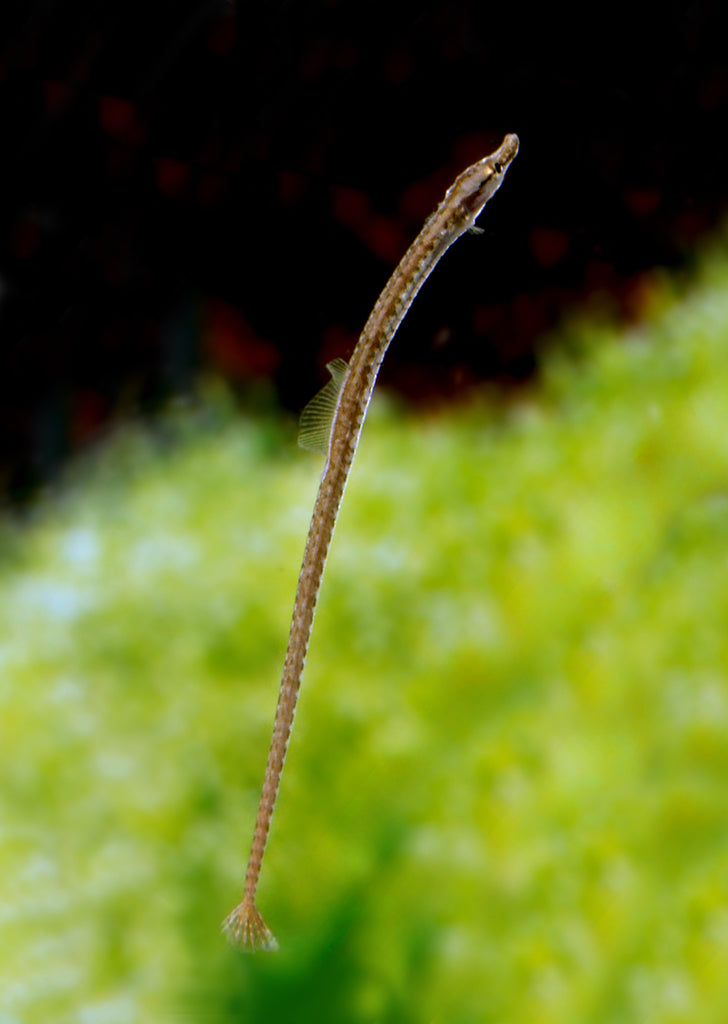 Freshwater Pipefish