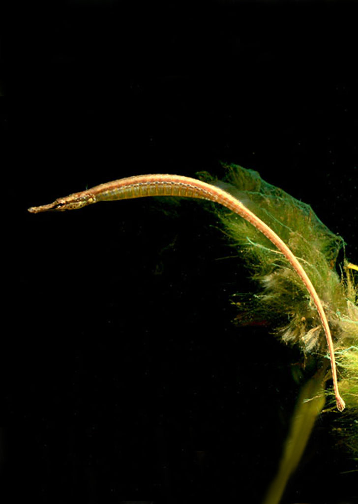 Freshwater Pipefish