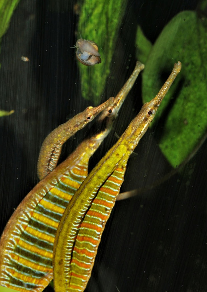 Freshwater Pipefish