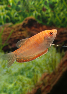 Gold Gourami