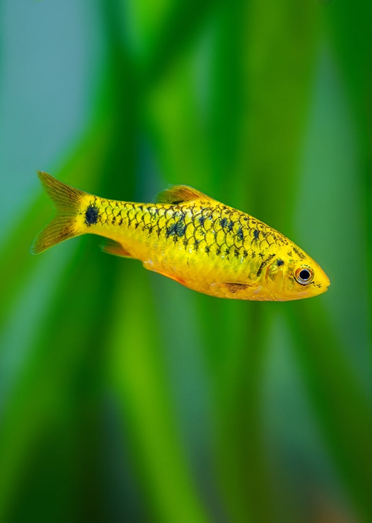 Neon Golden Barb