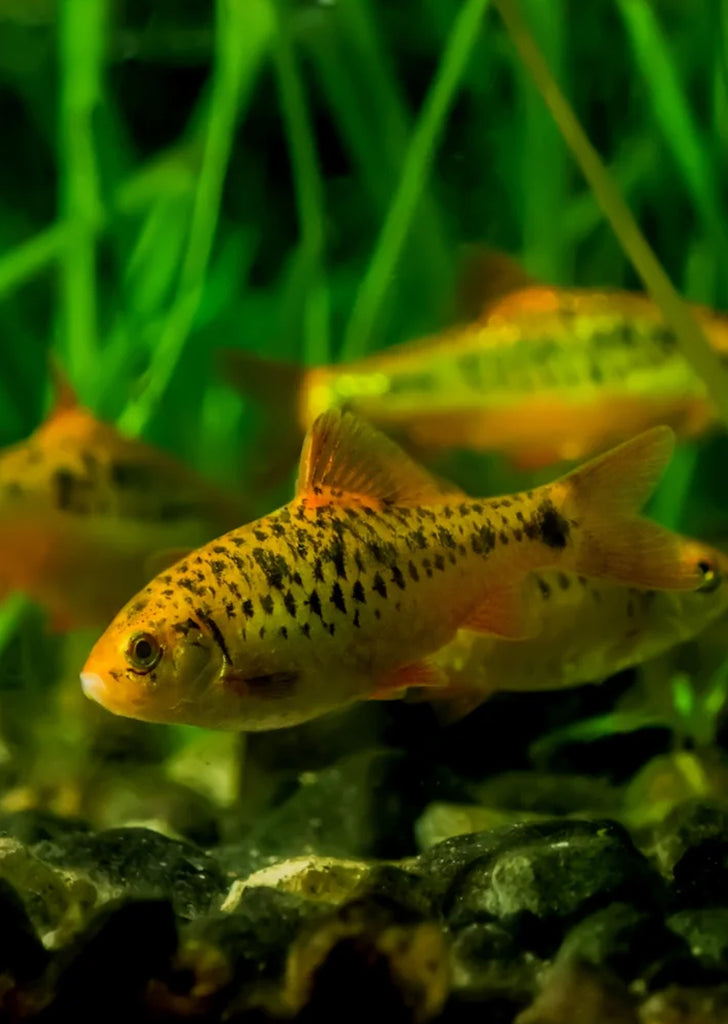 Neon Golden Barb