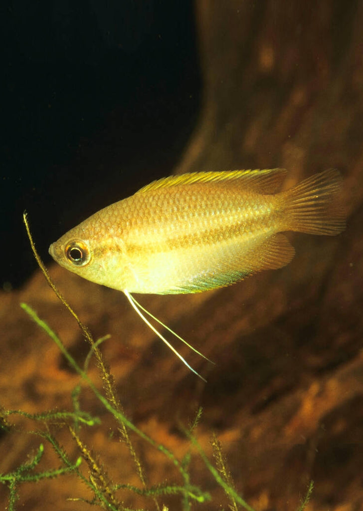 Honey Gourami