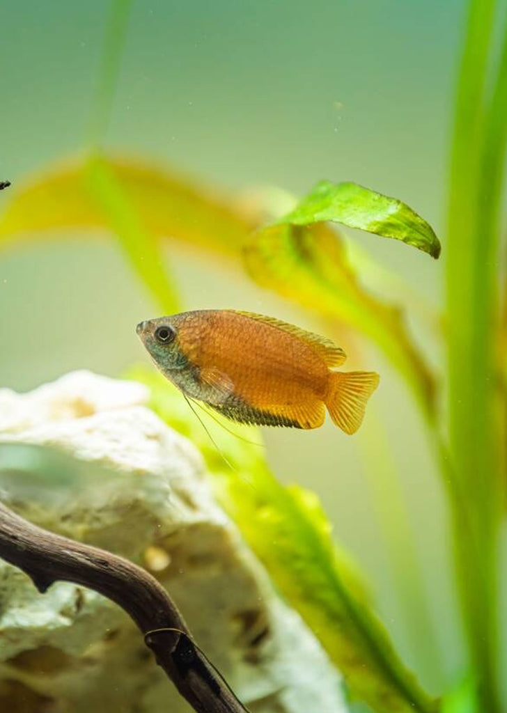 Honey Gourami