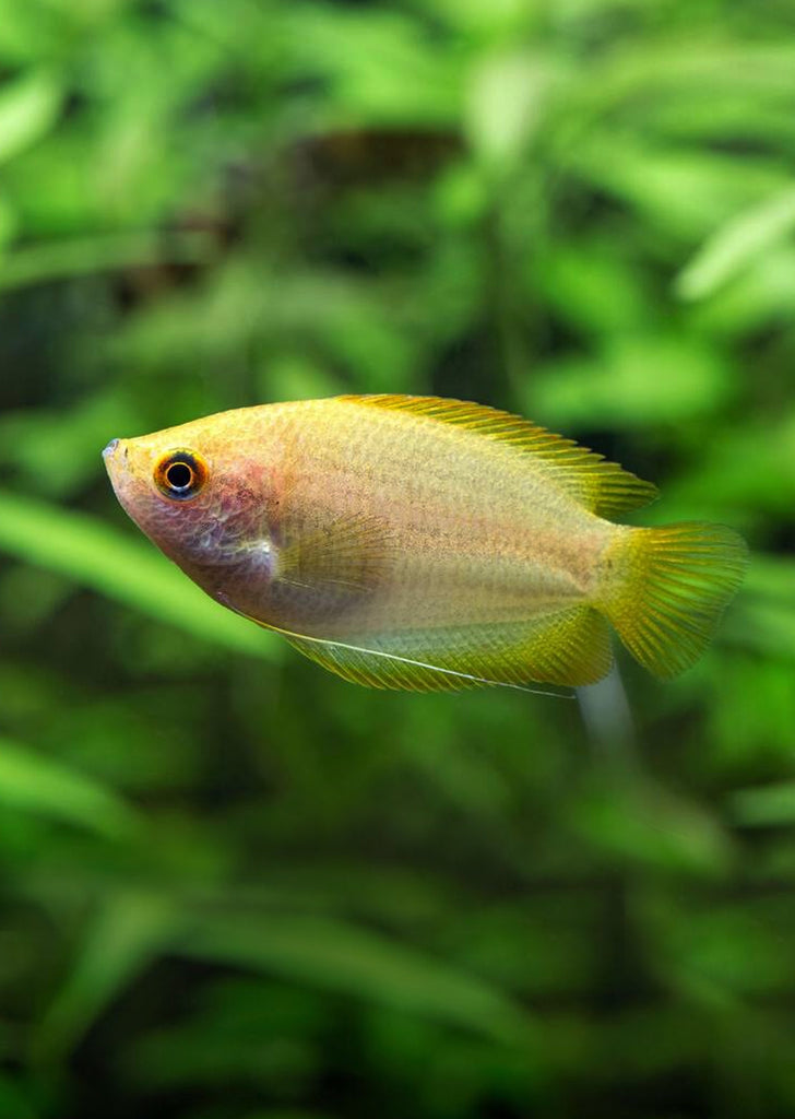 Honey Gourami