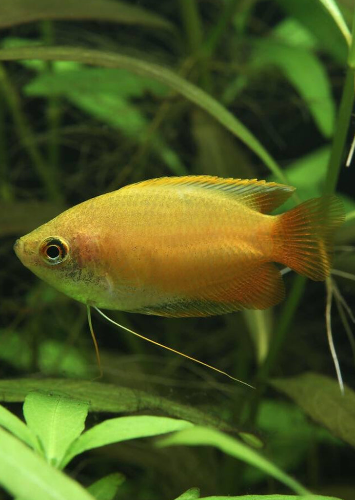 Honey Gourami