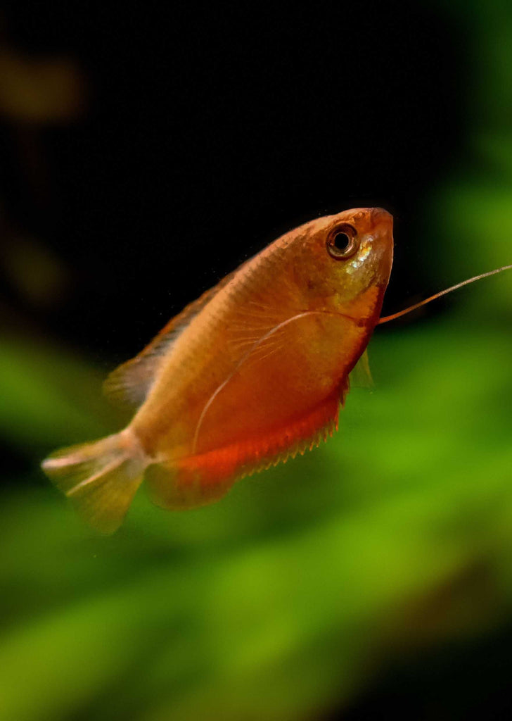 Honey Gourami