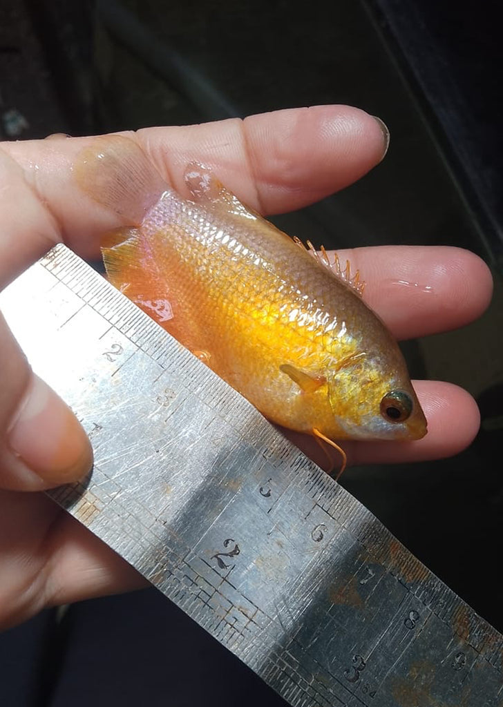 Honey Gourami