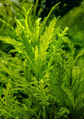 1-2-Grow! Hygrophila odora