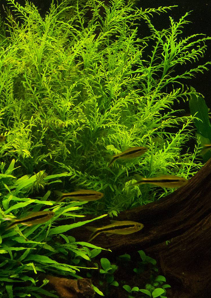 1-2-Grow! Hygrophila odora