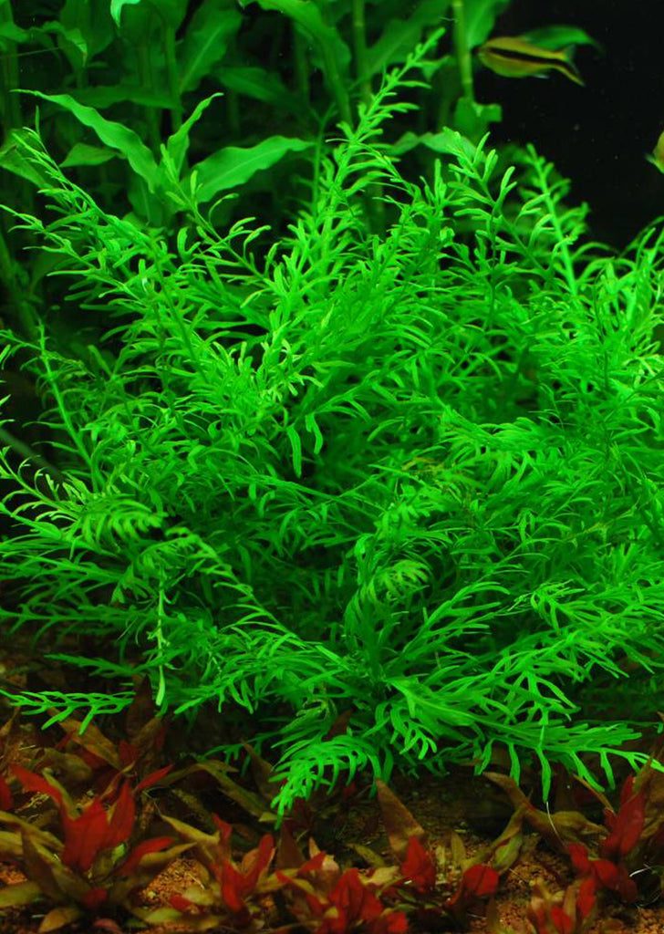 1-2-Grow! Hygrophila odora