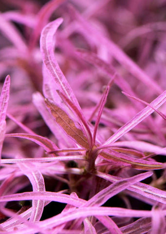 Hygrophila sp. Chai