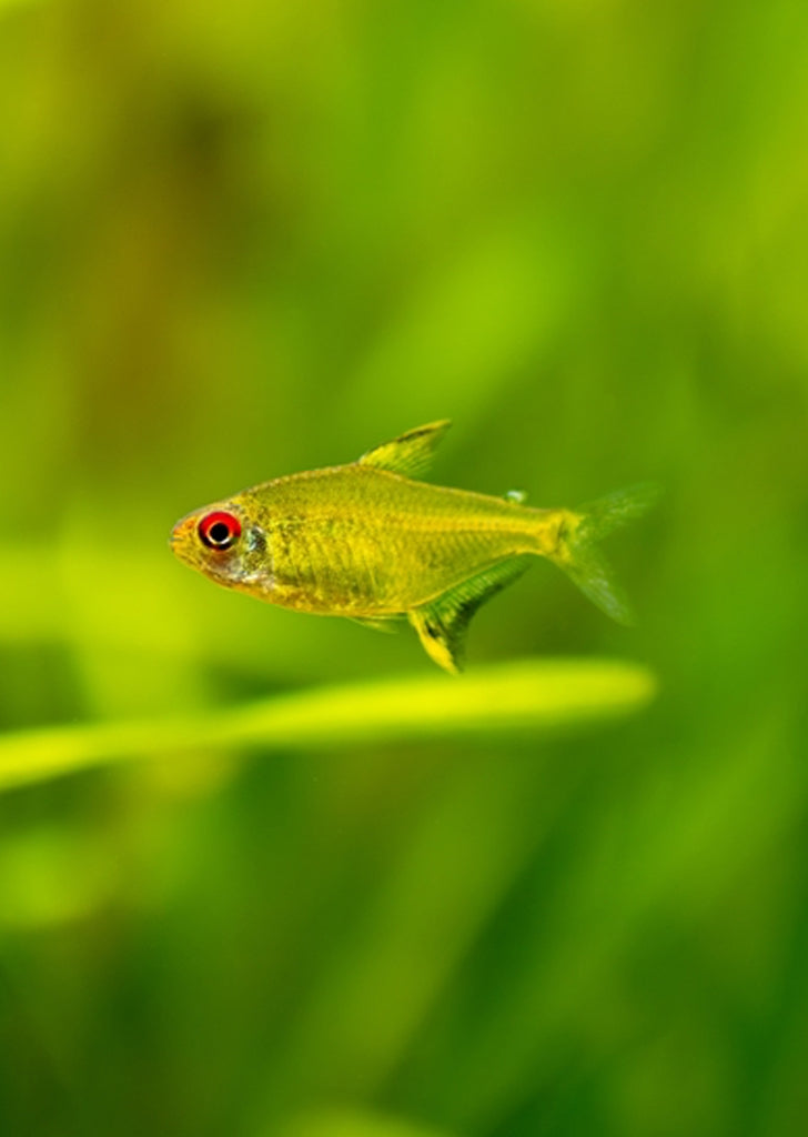 Lemon Tetra