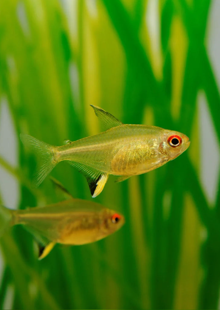 Lemon Tetra