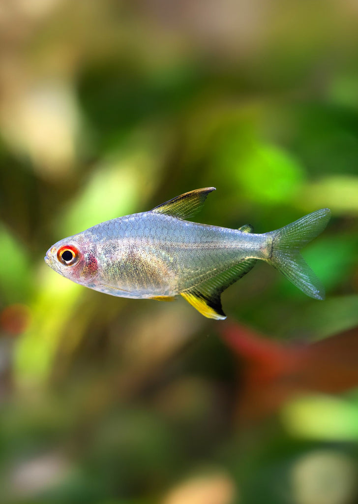 Lemon Tetra