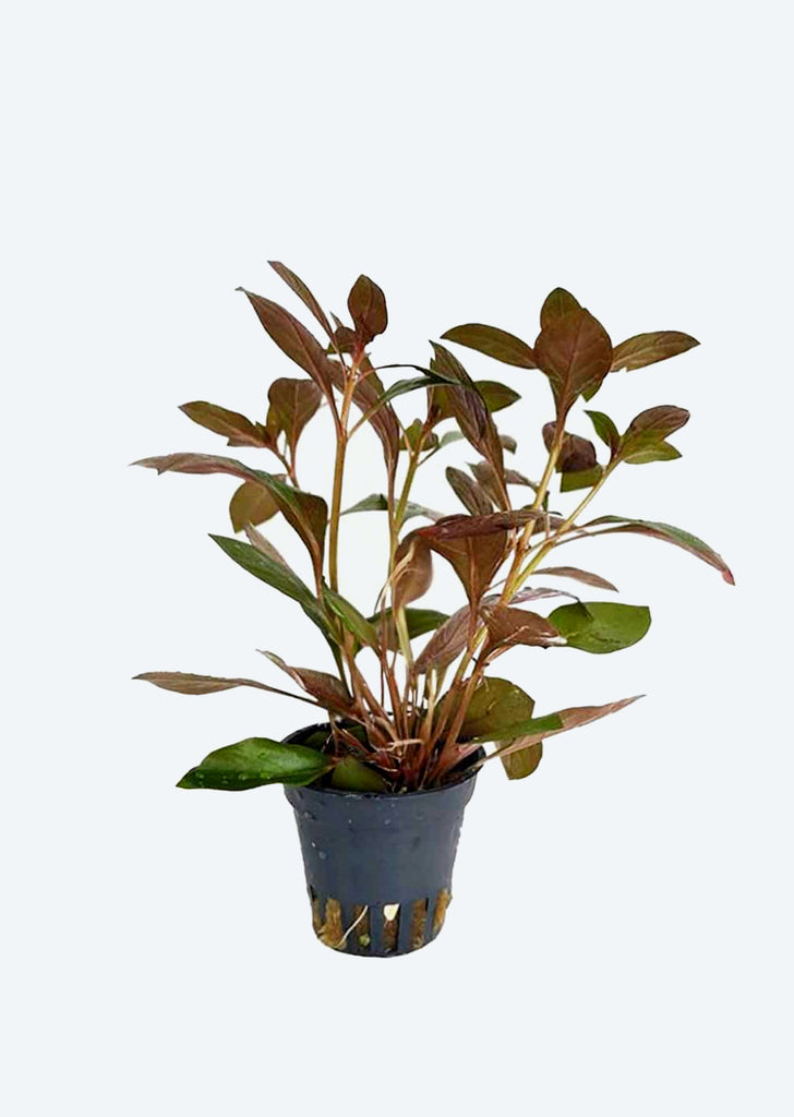 Ludwigia repens Rubin