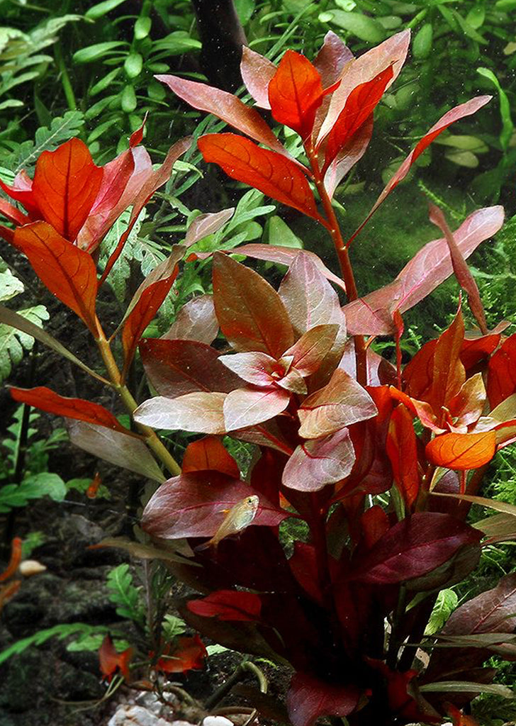 Ludwigia repens Rubin