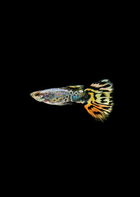 Luminous Leopard Guppy