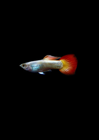 Neon Flame Guppy