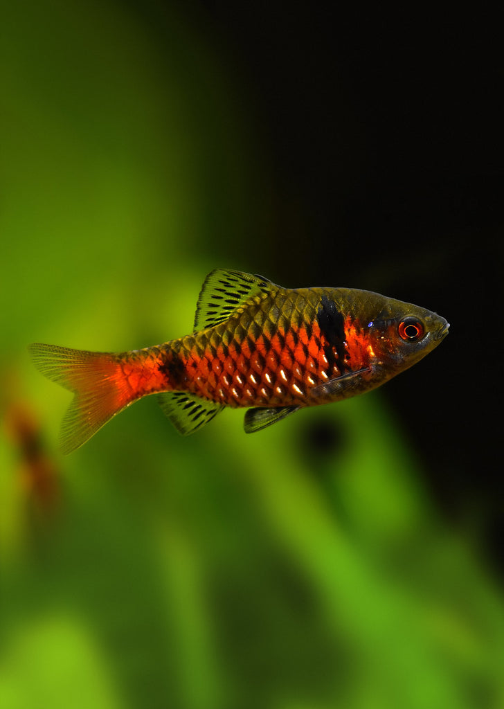 Odessa Barb