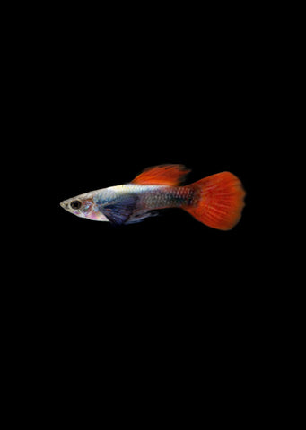 Platinum Red Tail Guppy