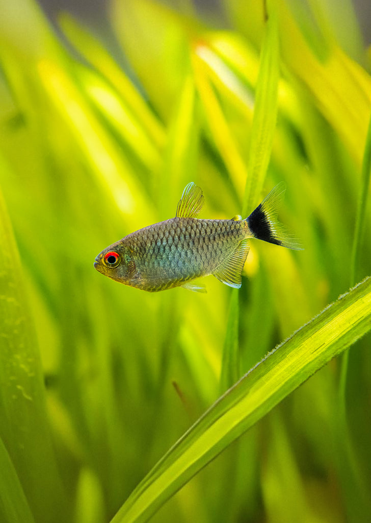 Red Eye Tetra