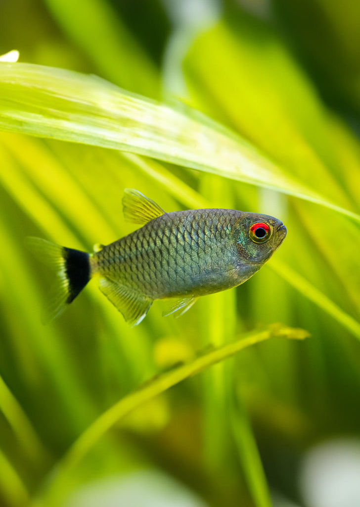 Red Eye Tetra