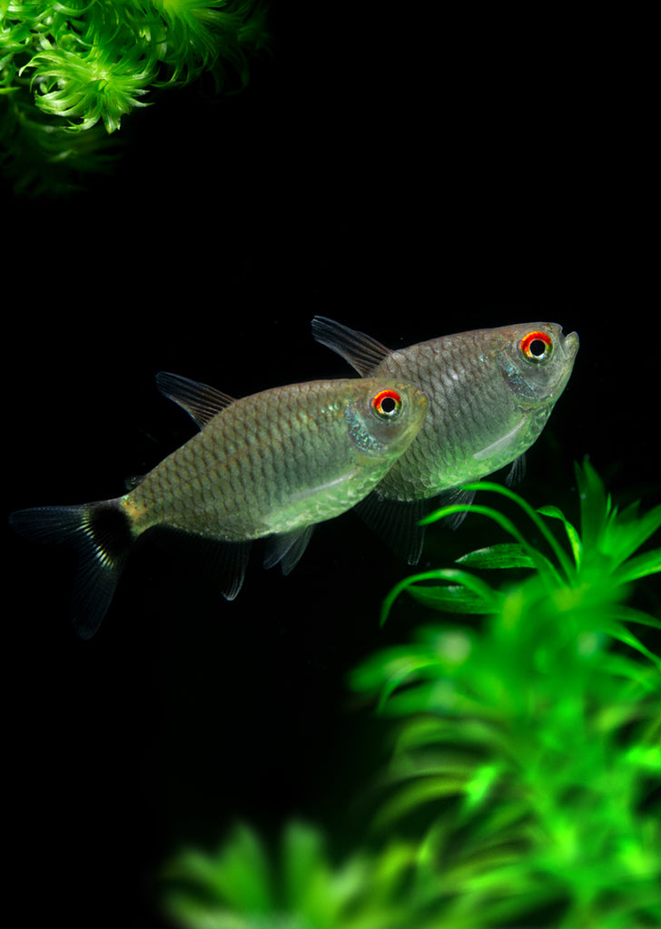 Red Eye Tetra