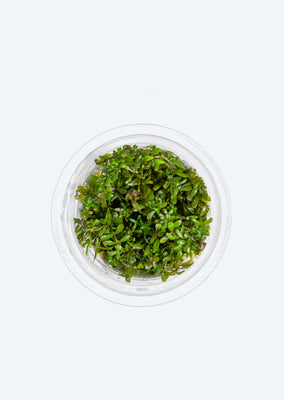 Rotala macrandra Mini Gold