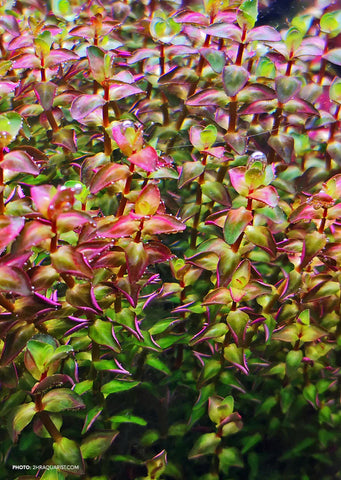 Rotala macrandra Mini Gold