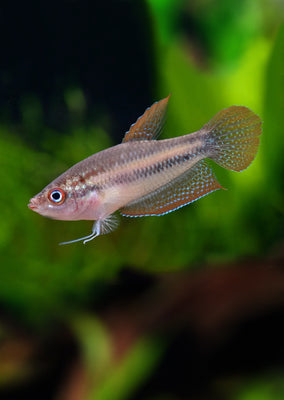 Schaller ́s Croaking Gourami