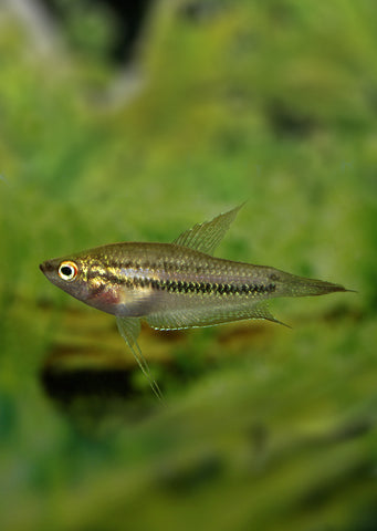 Schaller ́s Croaking Gourami