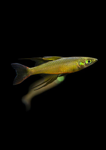 Threadfin Rainbowfish tropical fish from Discus.ae products online in Dubai and Abu Dhabi UAE